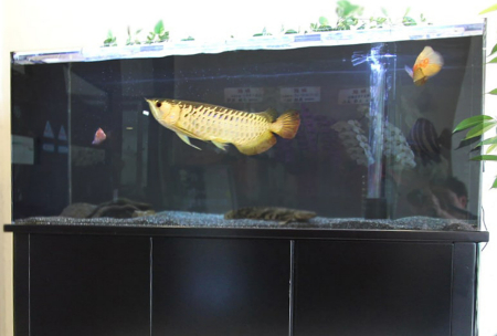 ブラック水槽_実例